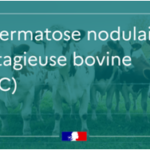 Dermatose-nodulaire-contagieuse-bovine-DNCB_large